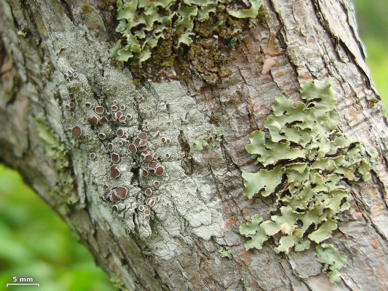 Observation mo-100683, Lecanora rugosella