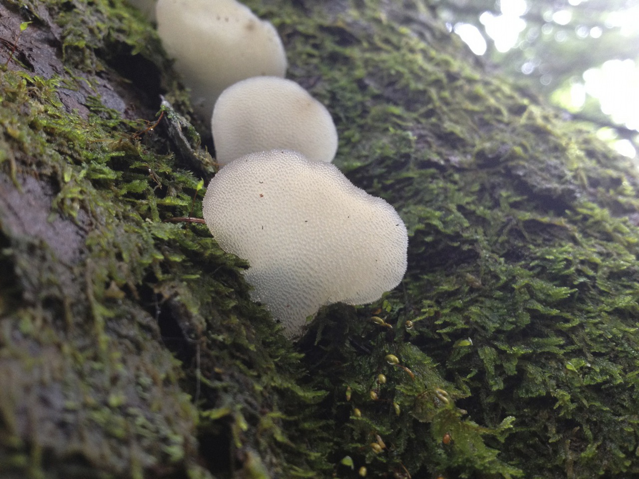 Observation mo-102936, Pseudohydnum gelatinosum