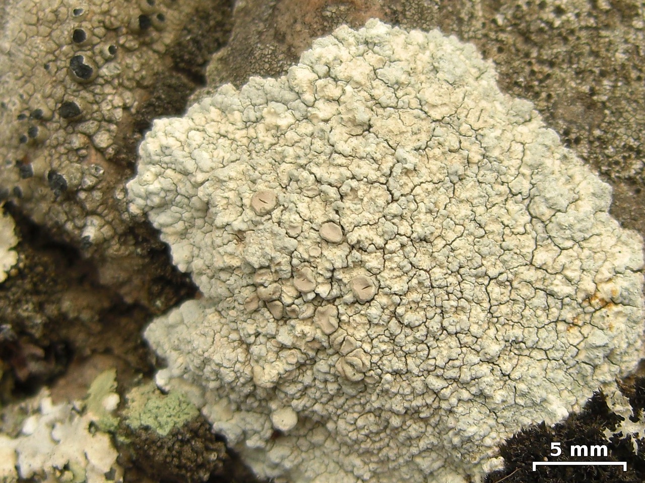 Observation mo-103018, Lecanora subcarnea
