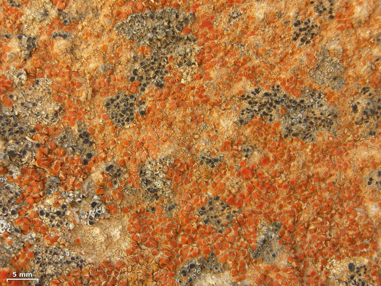 Observation mo-103174, Lecania fructigena