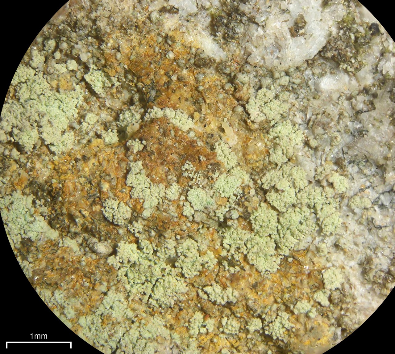 Observation mo-103579, Lecidella scabra