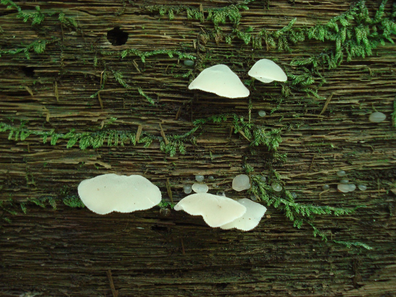 Observation mo-104208, Pseudohydnum gelatinosum