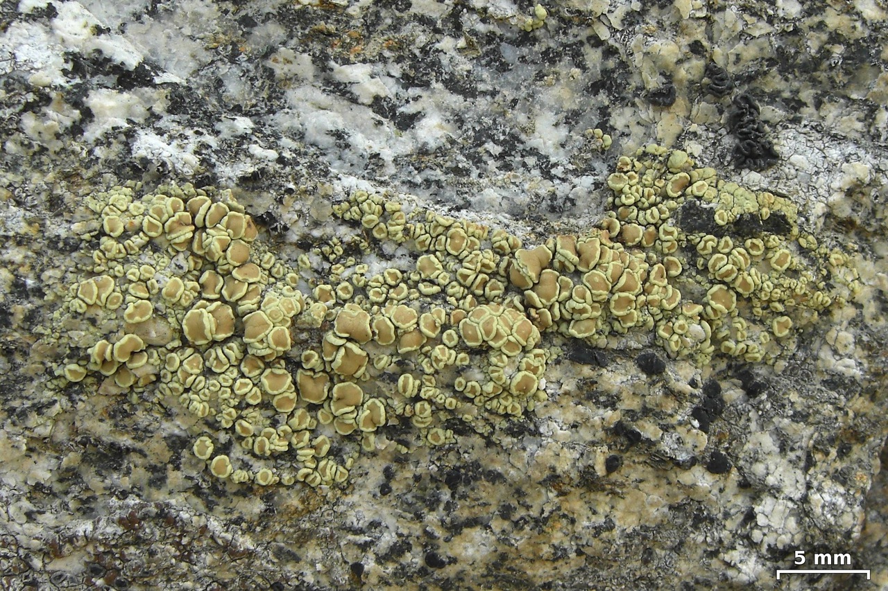 Observation mo-105142, Lecanora stenotropa