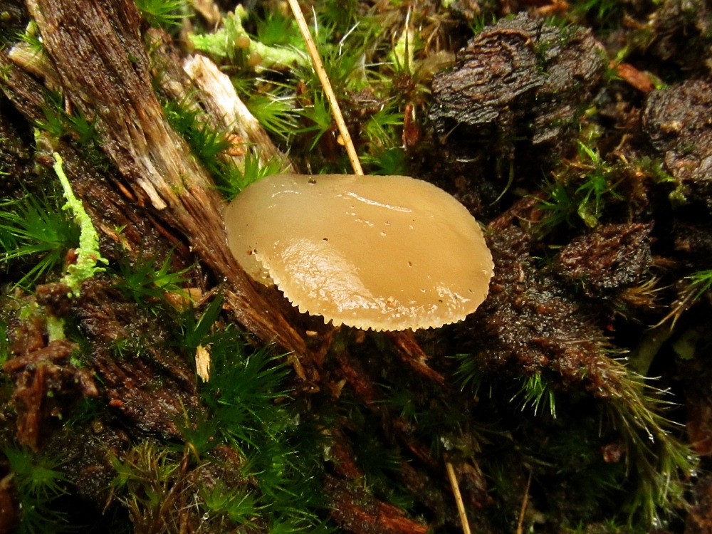Observation mo-105226, Pseudohydnum gelatinosum
