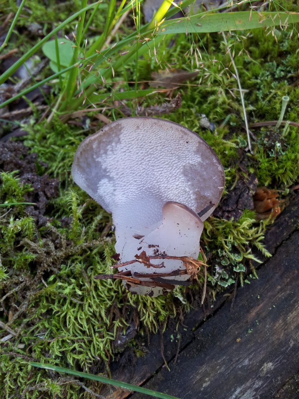 Observation mo-107380, Pseudohydnum gelatinosum