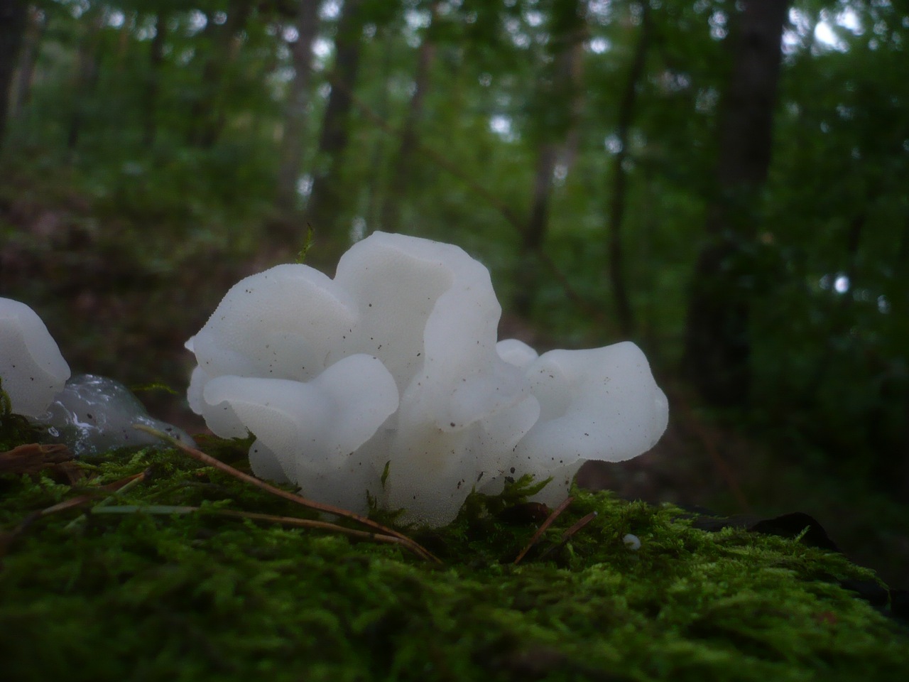 Observation mo-107579, Pseudohydnum gelatinosum