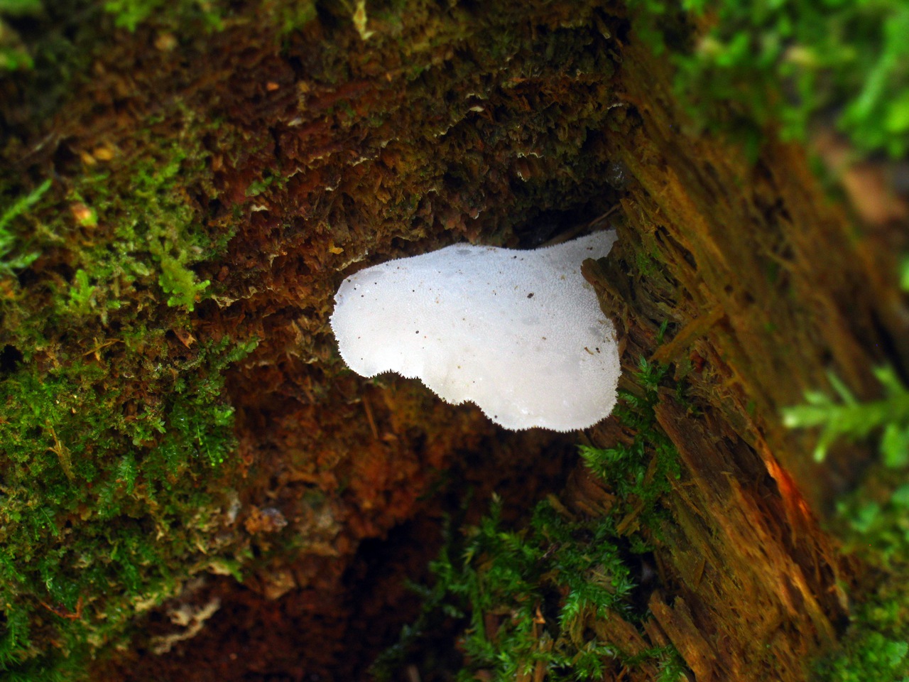 Observation mo-109761, Pseudohydnum gelatinosum