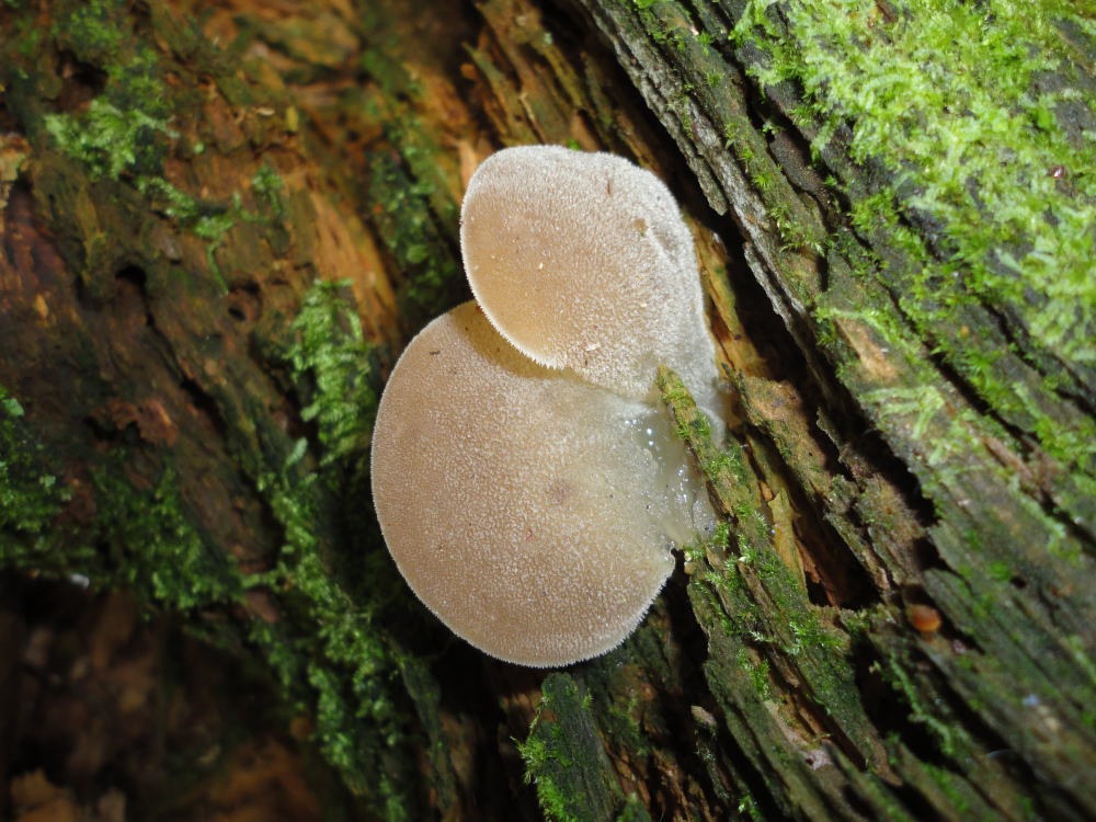 Observation mo-111100, Pseudohydnum gelatinosum