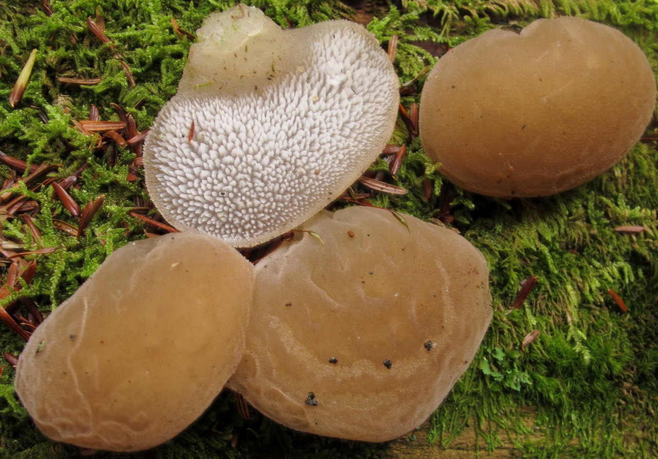 Observation mo-112436, Pseudohydnum gelatinosum
