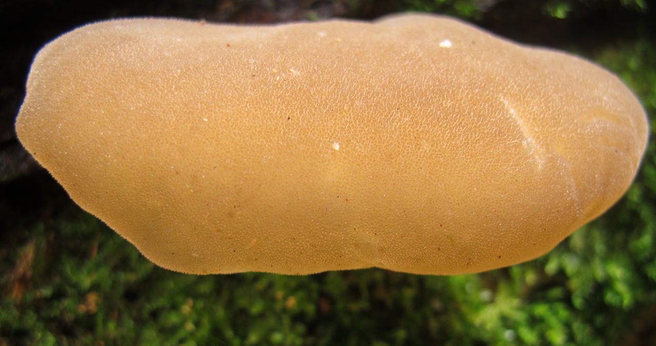 Observation mo-112599, Pseudohydnum gelatinosum