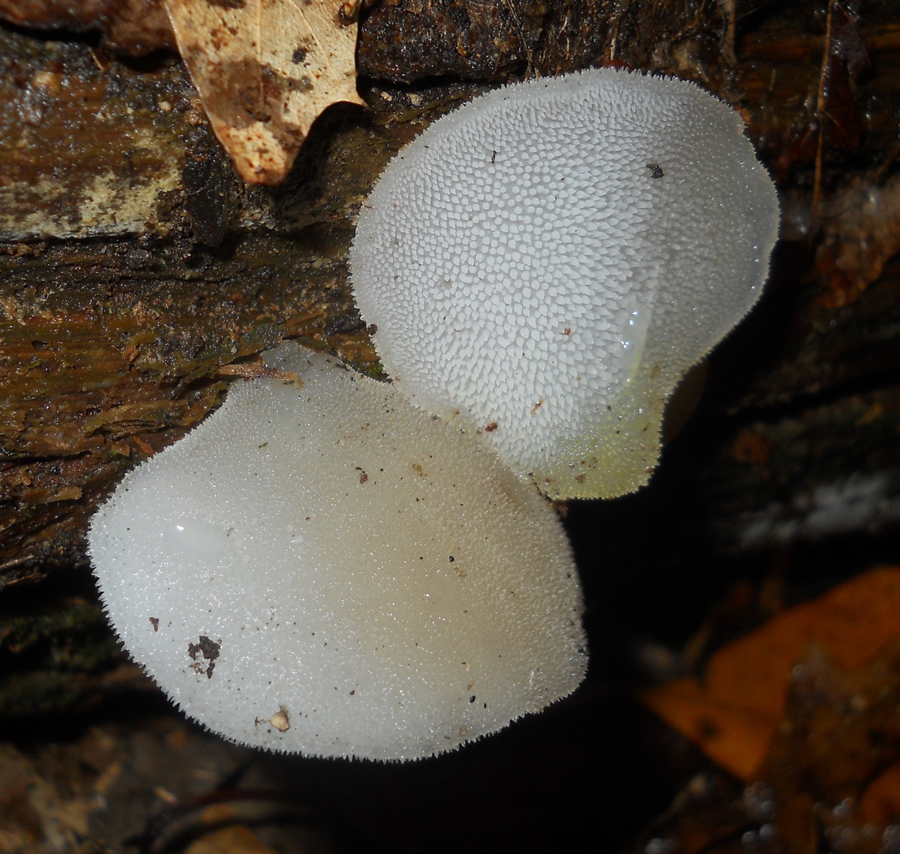 Observation mo-113116, Pseudohydnum gelatinosum