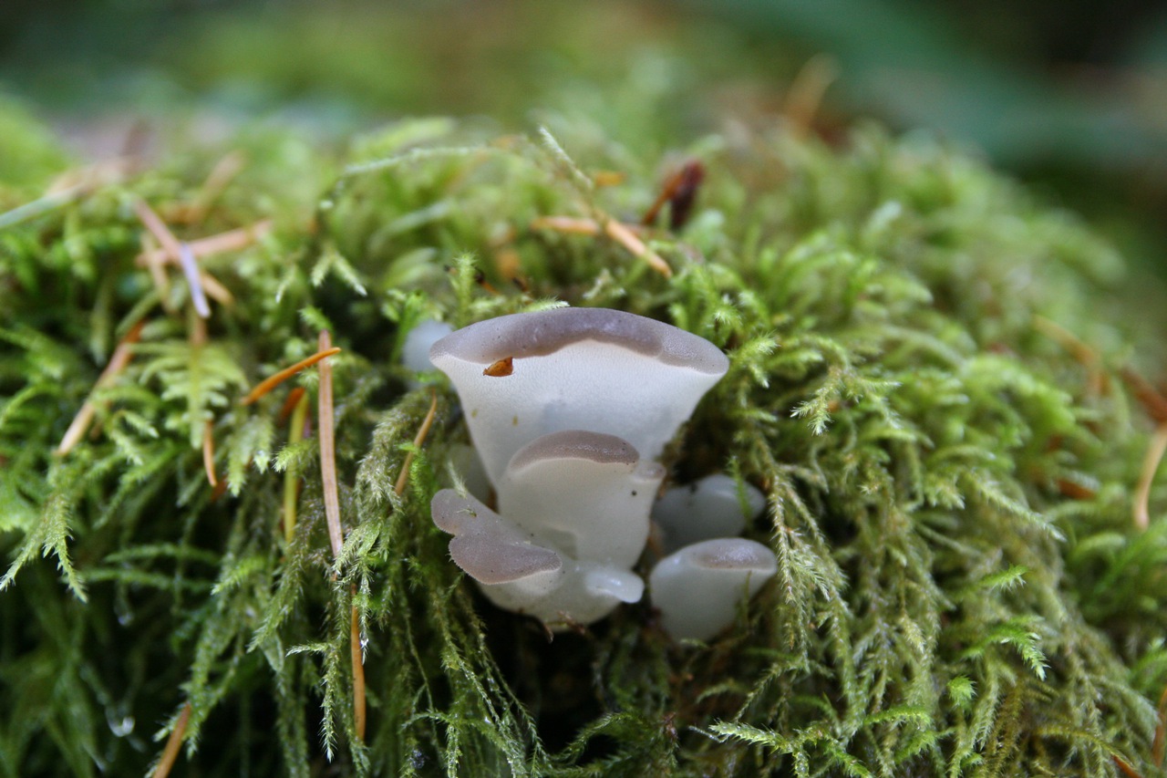 Observation mo-114507, Pseudohydnum gelatinosum