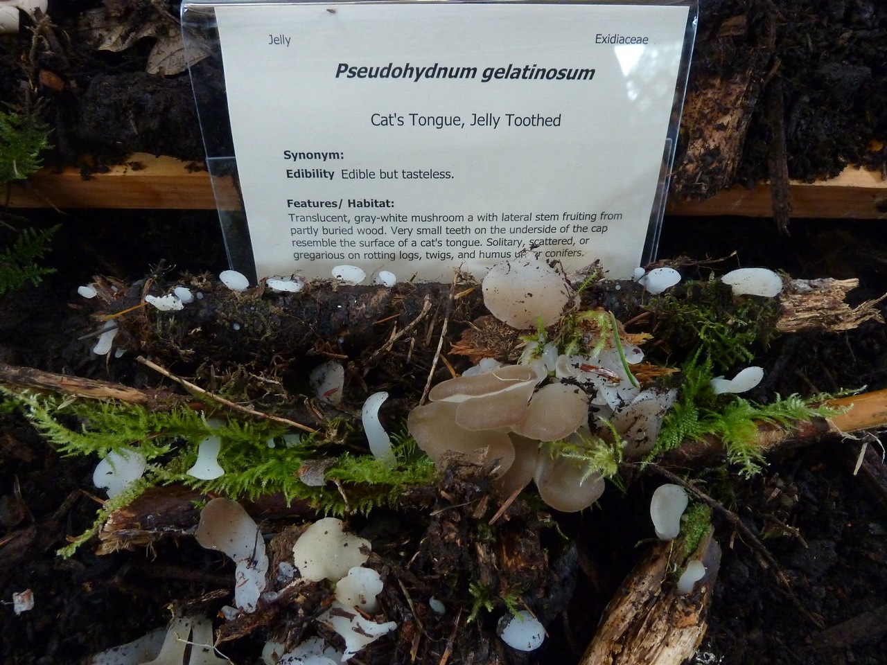 Observation mo-115282, Pseudohydnum gelatinosum