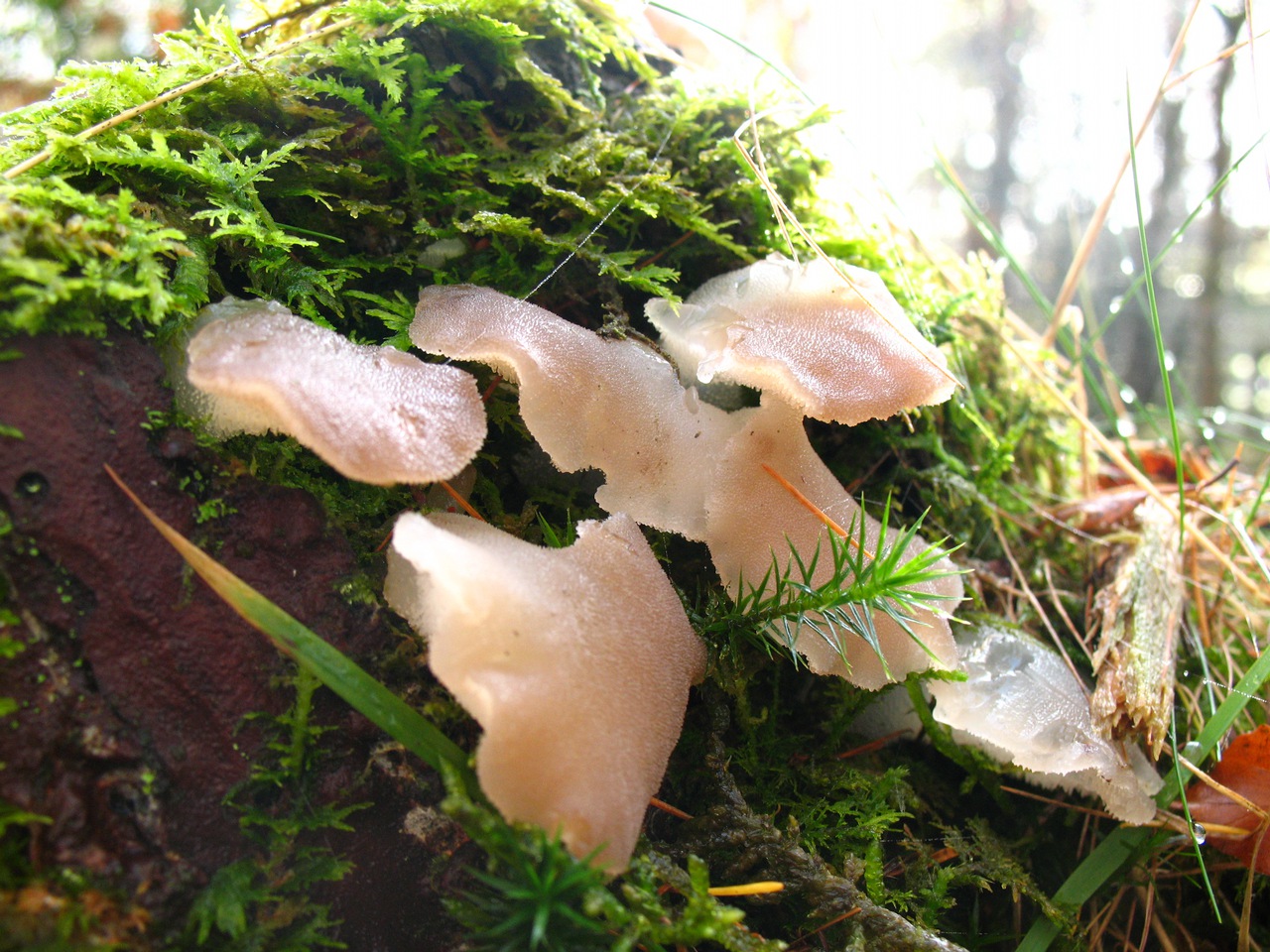 Observation mo-116393, Pseudohydnum gelatinosum
