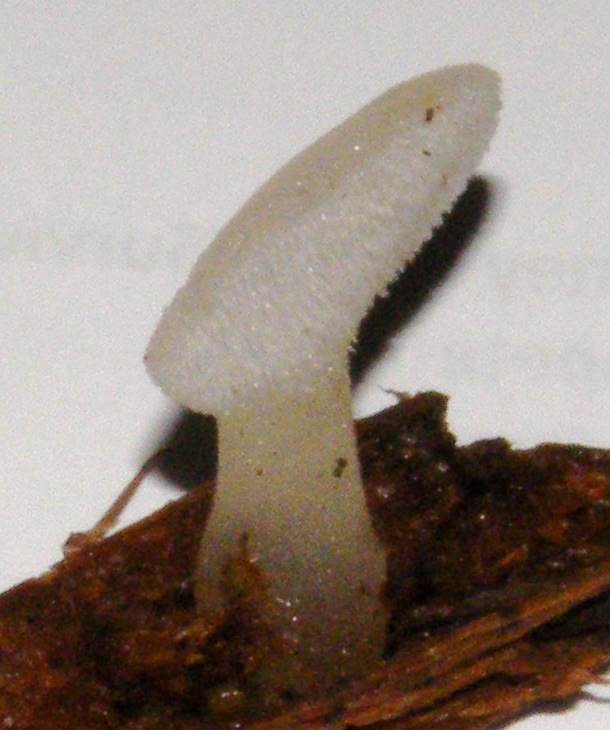 Observation mo-116940, Pseudohydnum gelatinosum