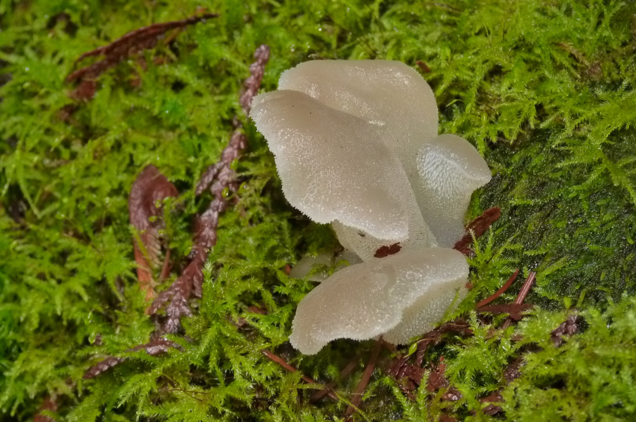 Observation mo-117289, Pseudohydnum gelatinosum