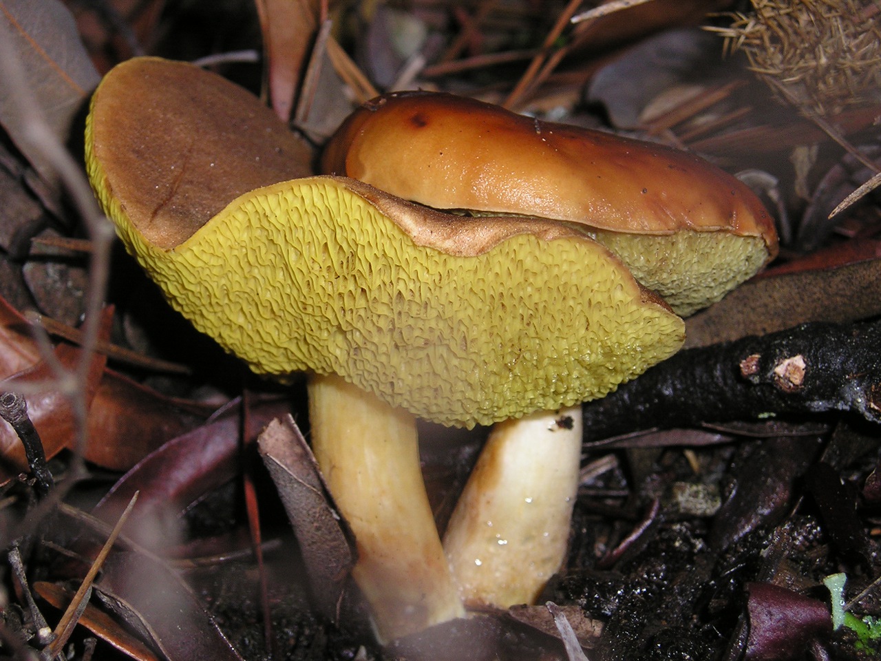 Observation mo-117841, Boletus amyloideus
