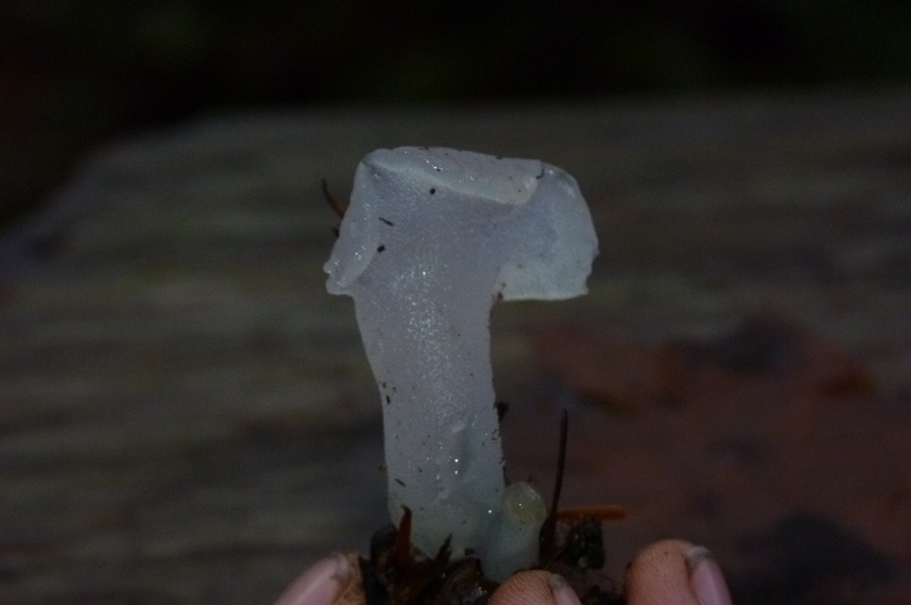 Observation mo-118159, Pseudohydnum gelatinosum