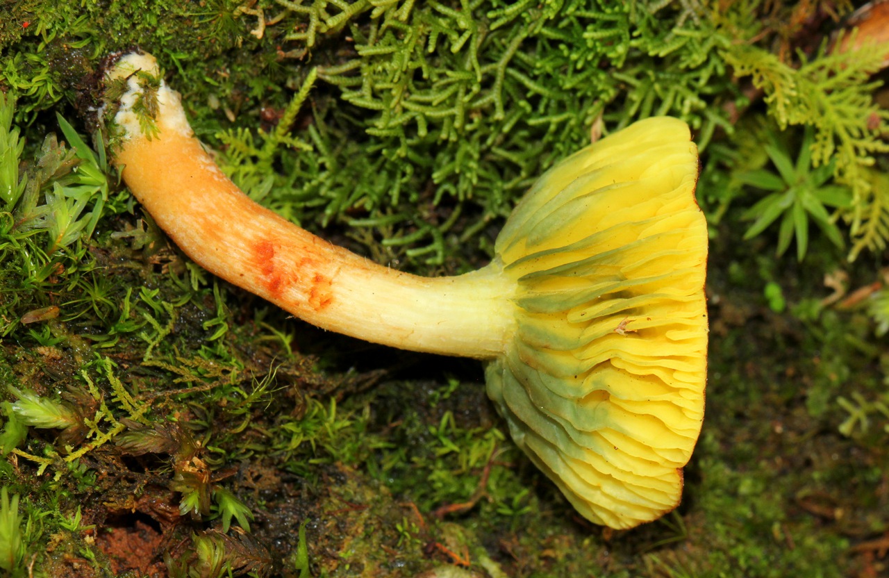 Observation mo-120885, Phylloporus rimosus