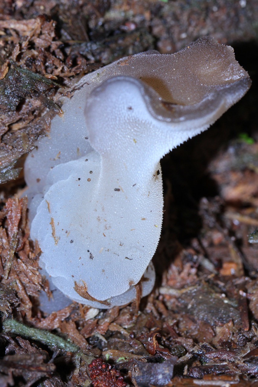 Observation mo-120979, Pseudohydnum gelatinosum