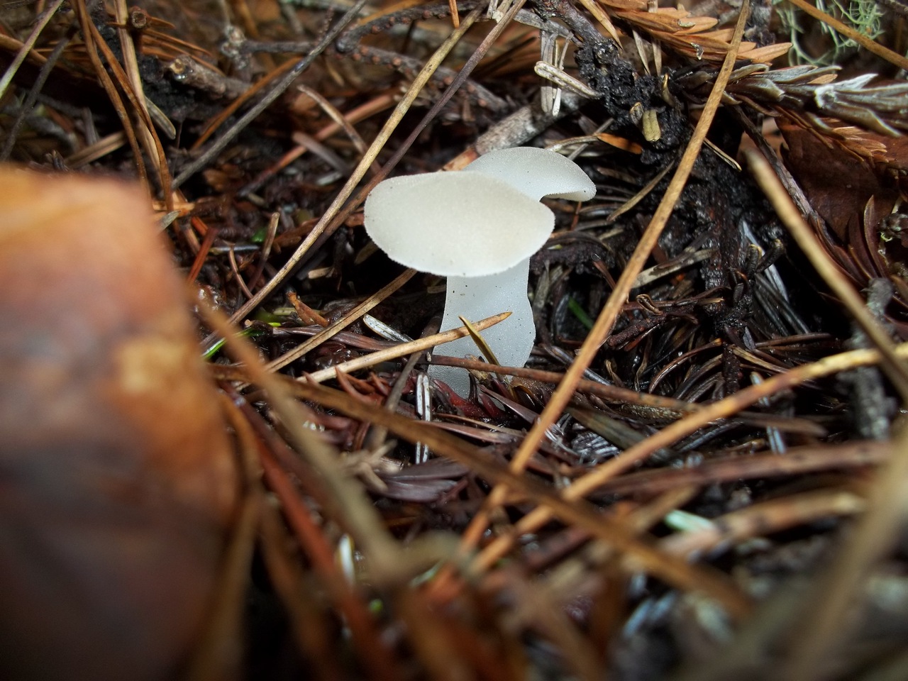 Observation mo-121029, Pseudohydnum gelatinosum