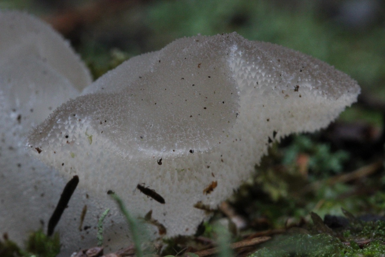 Observation mo-121290, Pseudohydnum gelatinosum
