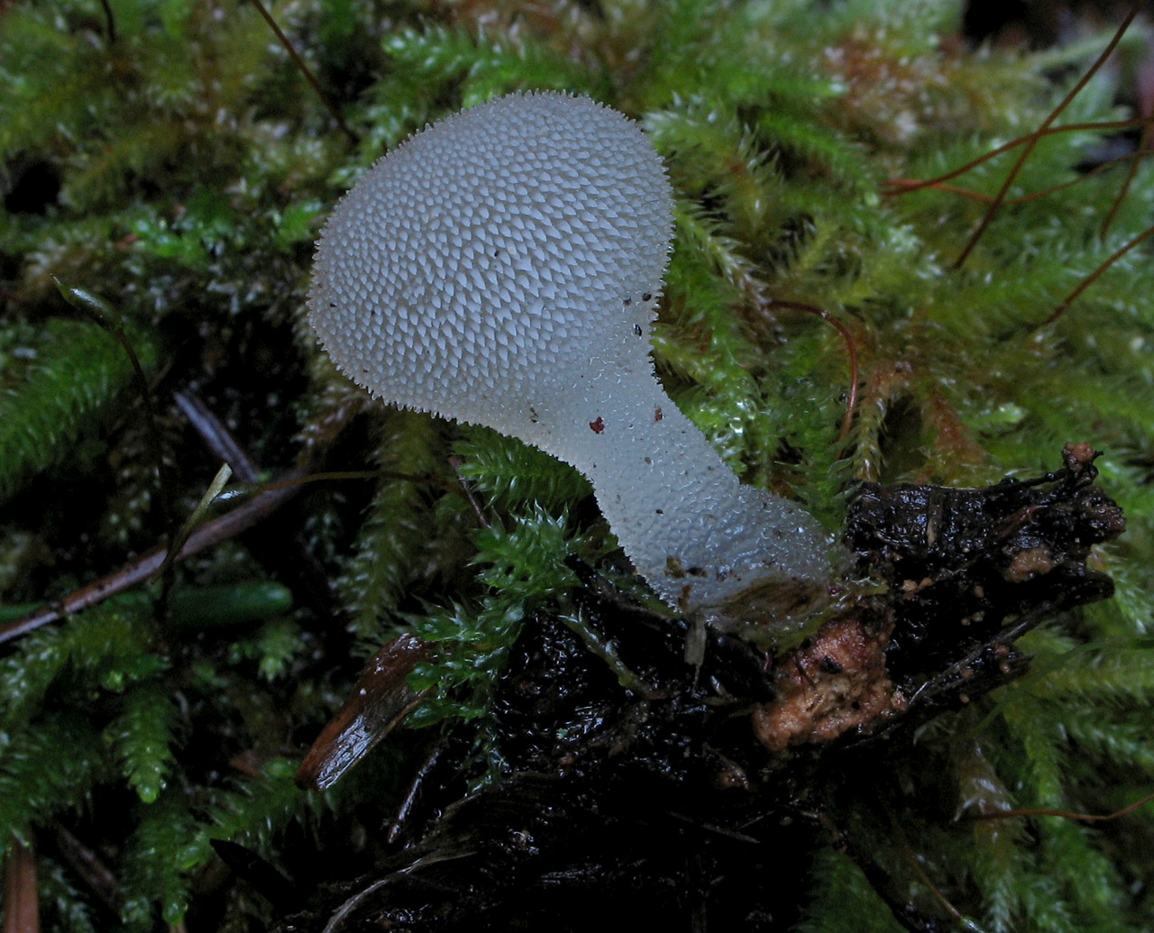Observation mo-121338, Pseudohydnum gelatinosum