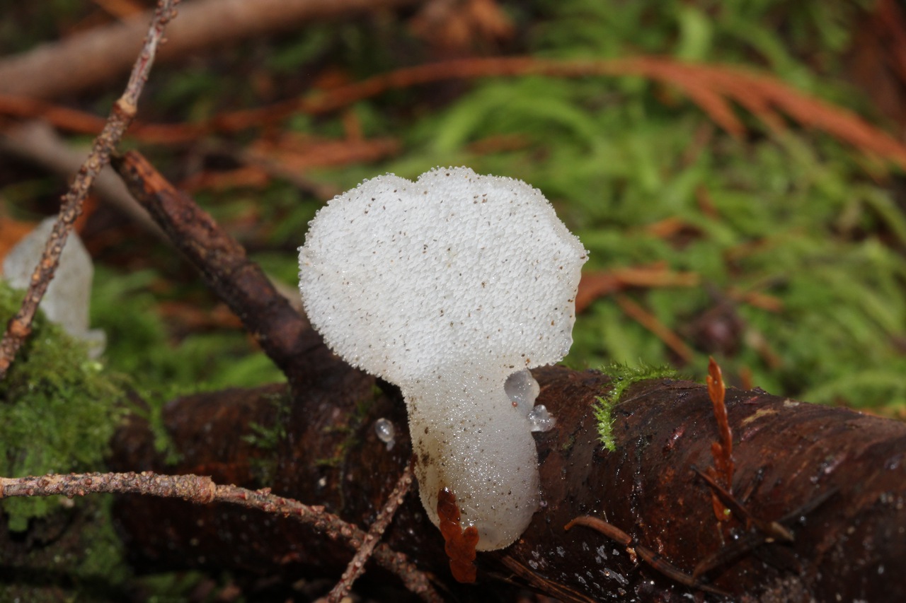 Observation mo-121896, Pseudohydnum gelatinosum
