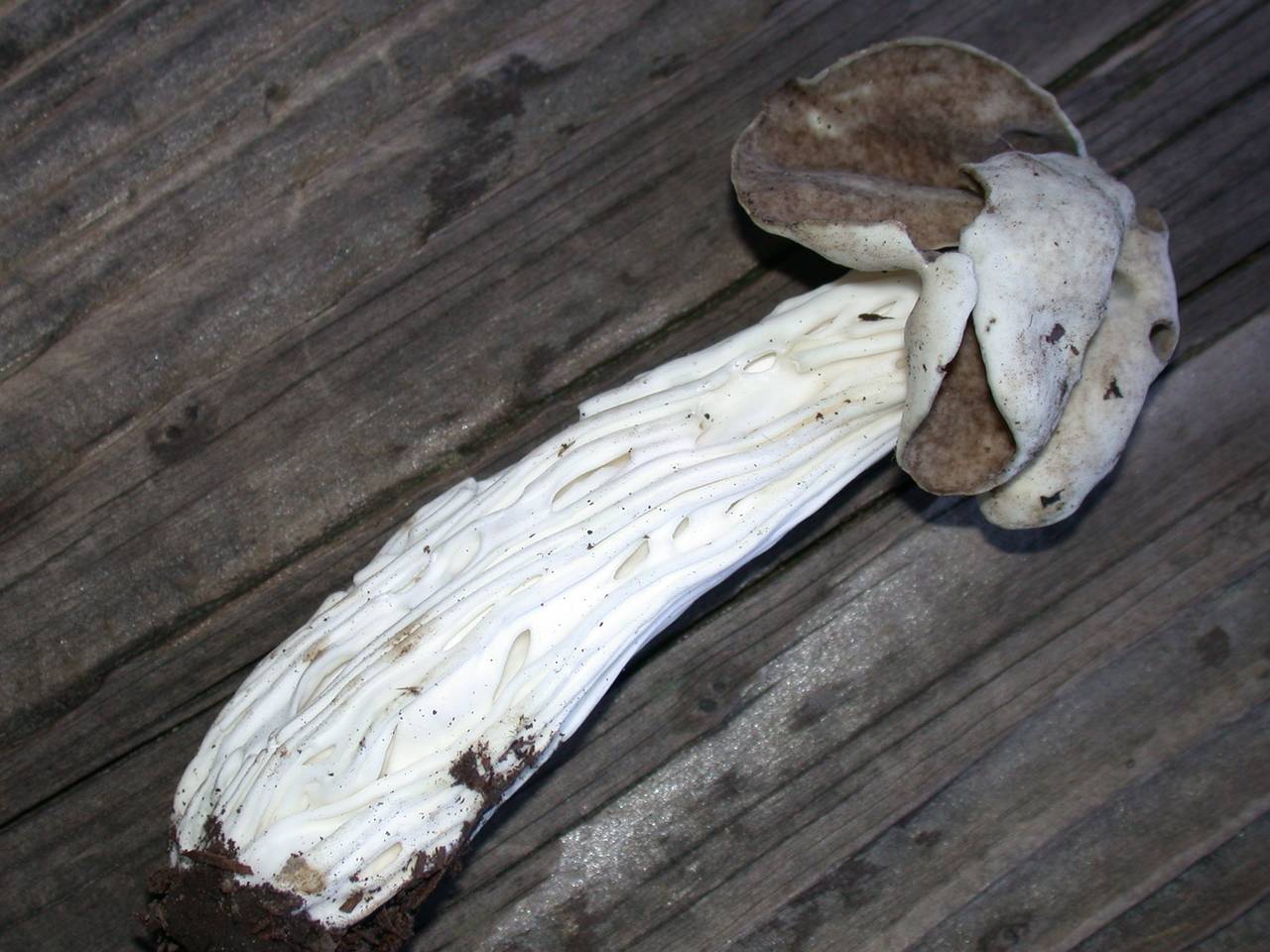 Observation mo-123065, Helvella maculata