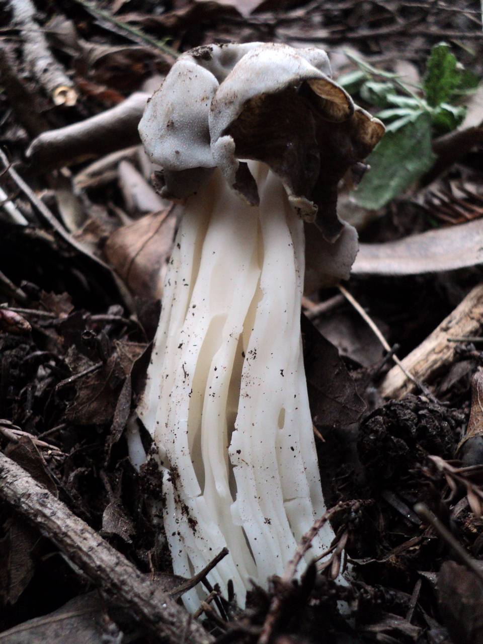 Observation mo-123173, Helvella maculata