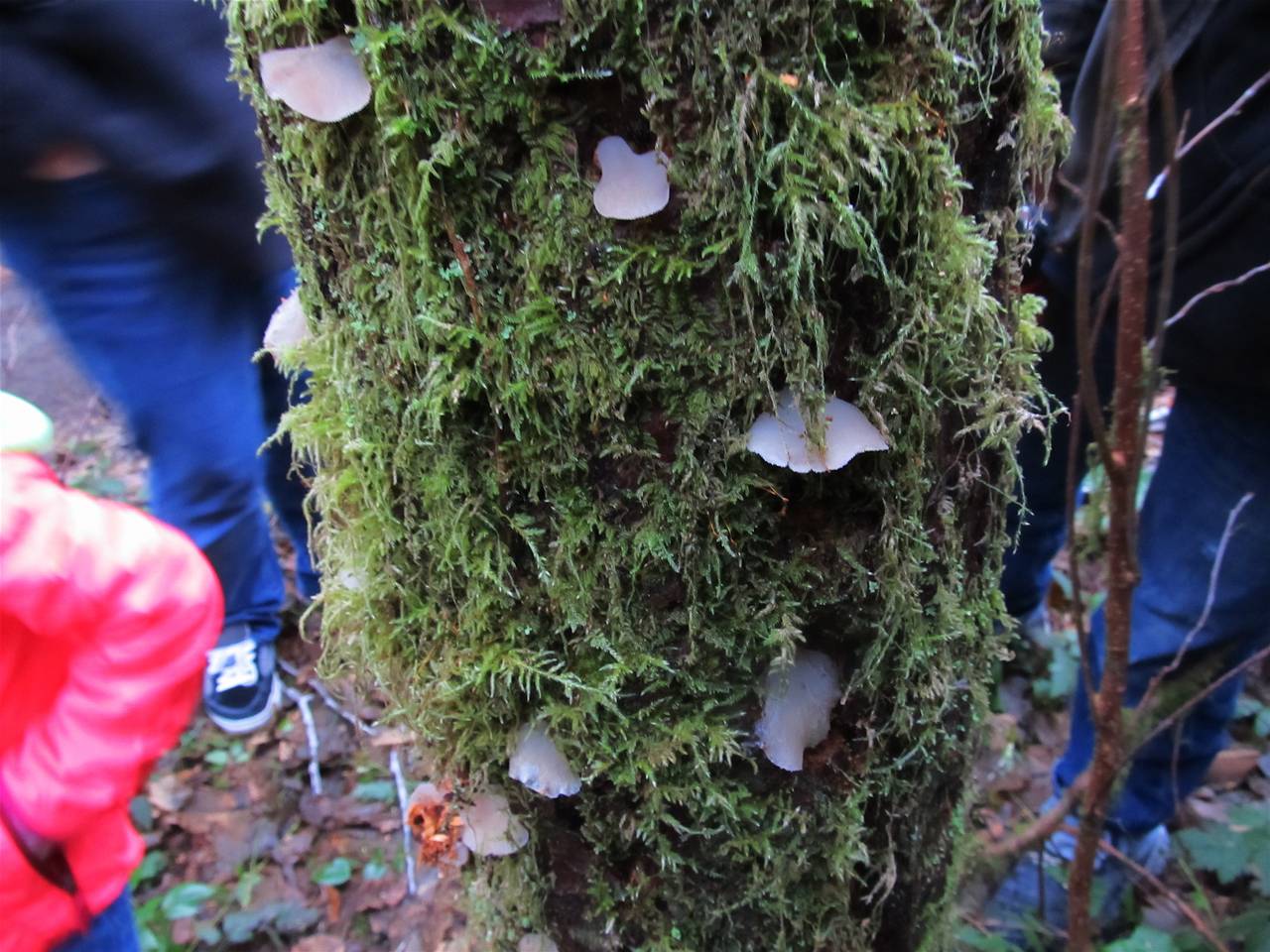 Observation mo-123210, Pseudohydnum gelatinosum