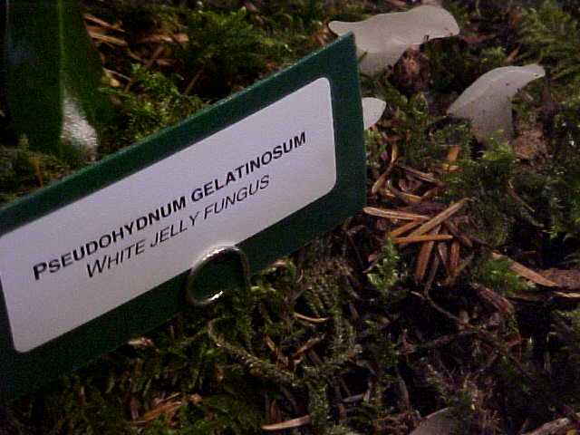 Observation mo-12563, Pseudohydnum gelatinosum