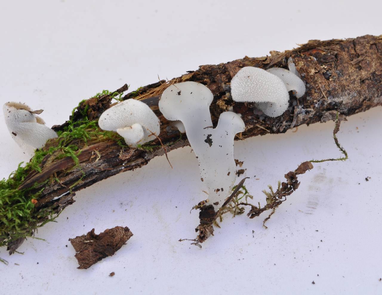 Observation mo-127136, Pseudohydnum gelatinosum