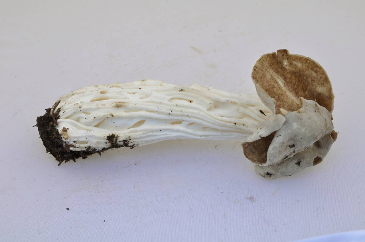 Observation mo-127167, Helvella maculata