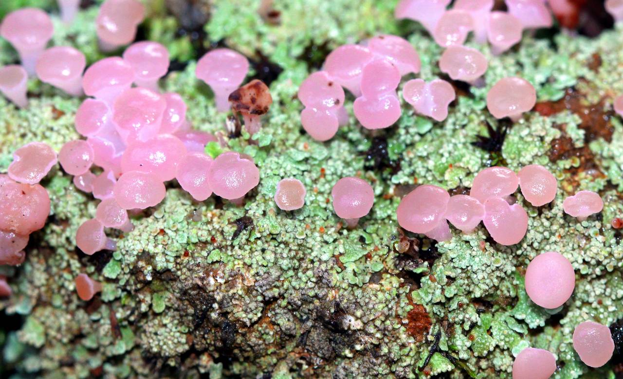 Observation mo-127302, Phyllobaeis erythrella
