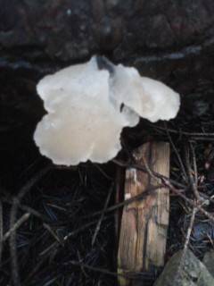 Observation mo-127746, Pseudohydnum gelatinosum