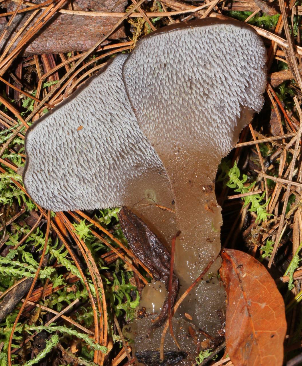 Observation mo-128203, Pseudohydnum gelatinosum