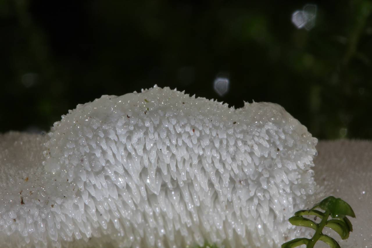 Observation mo-128658, Pseudohydnum gelatinosum