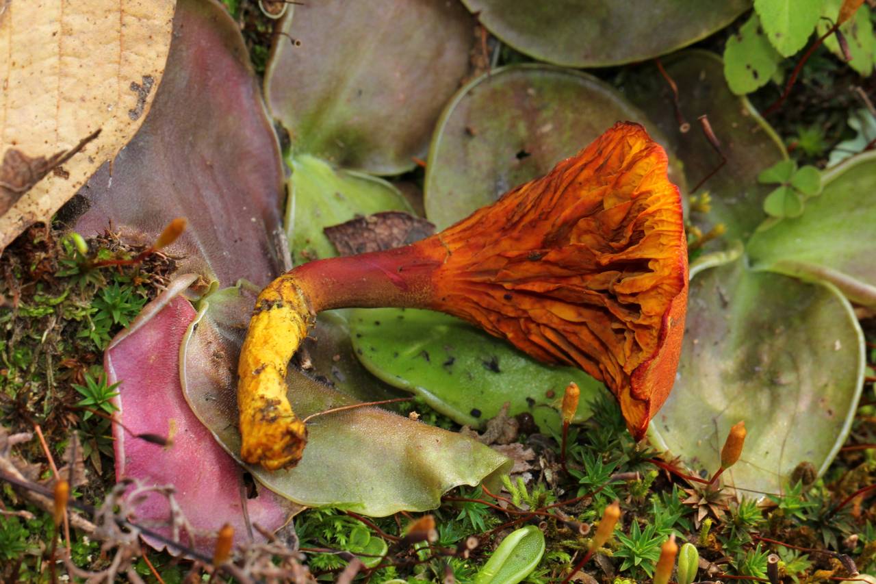 Observation mo-129047, Erythrophylloporus aurantiacus