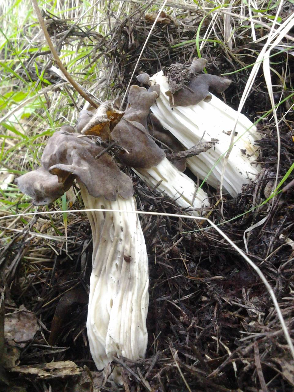 Observation mo-129462, Helvella maculata