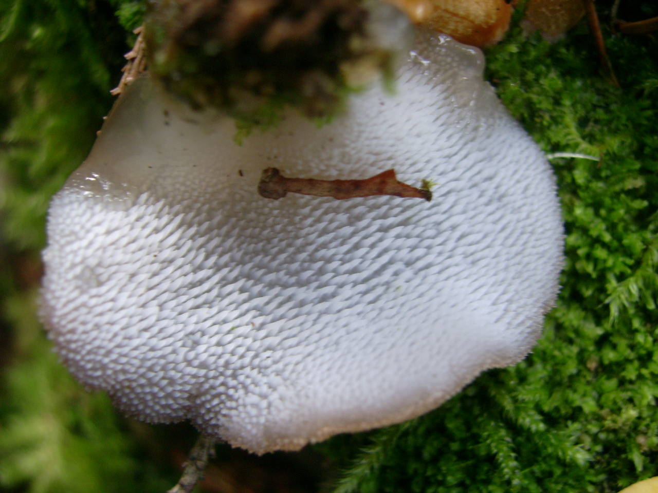 Observation mo-12988, Pseudohydnum gelatinosum