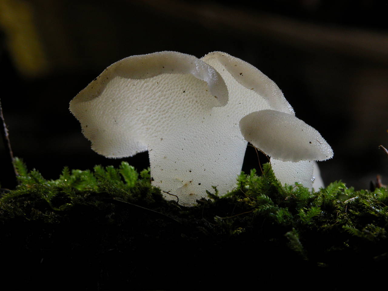Observation mo-130, Pseudohydnum gelatinosum
