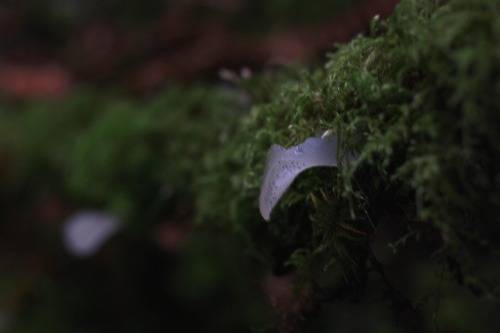 Observation mo-130353, Pseudohydnum gelatinosum