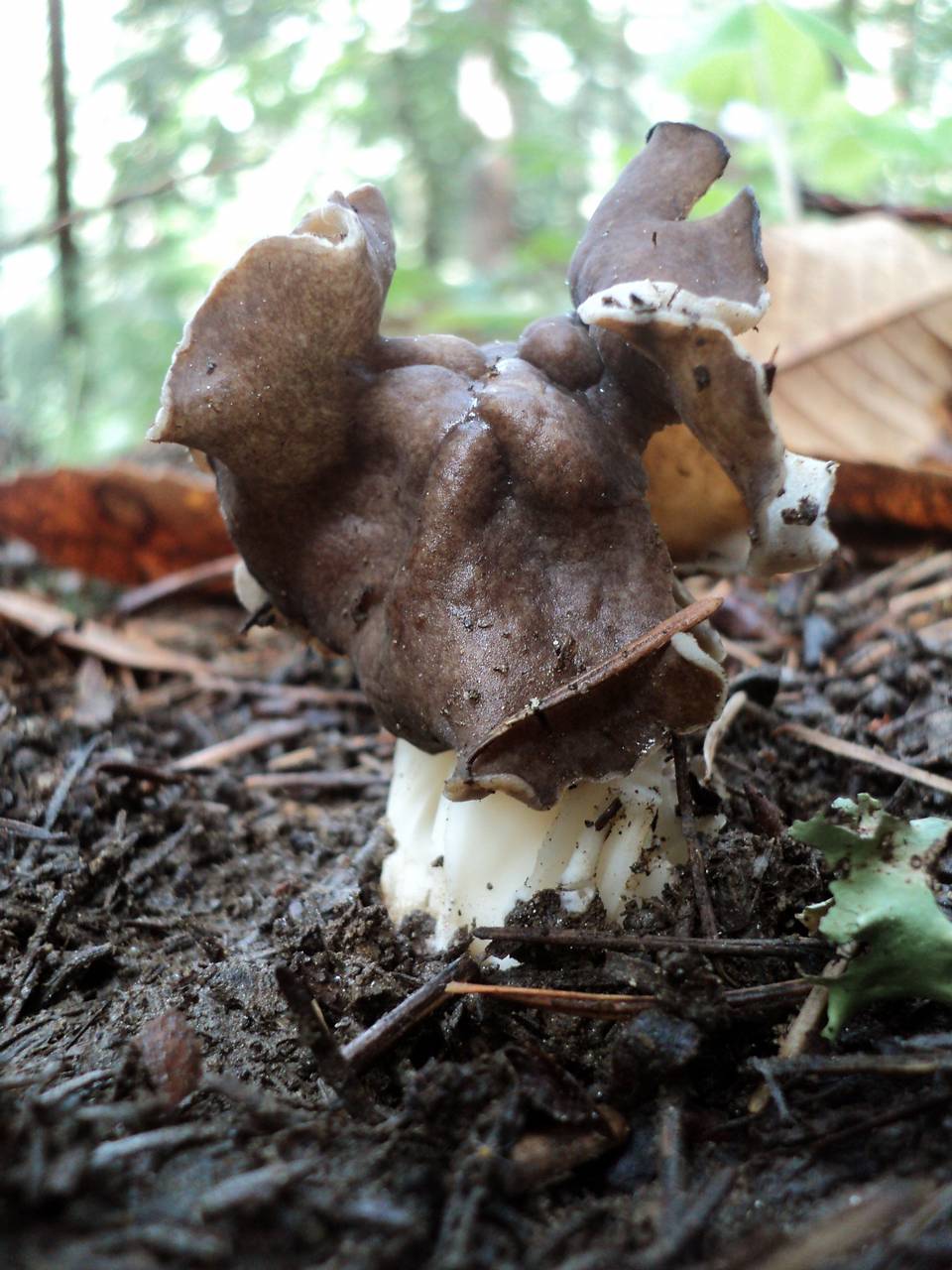 Observation mo-131075, Helvella maculata