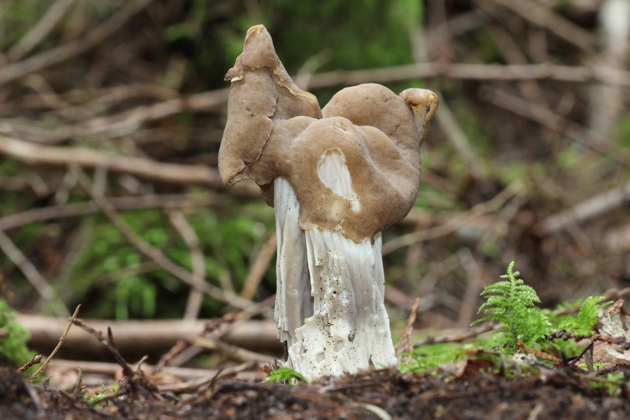 Observation mo-131111, Helvella maculata