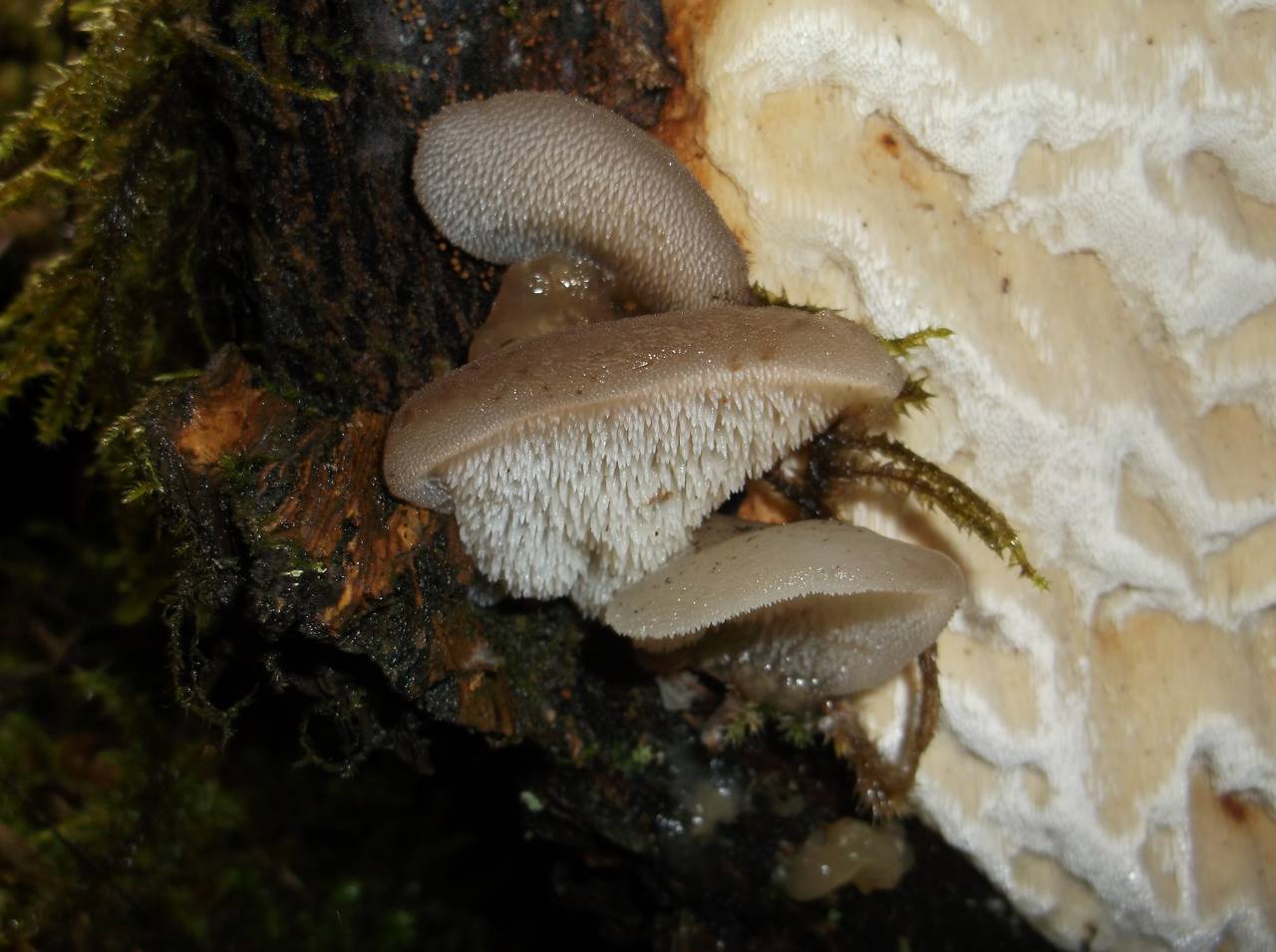 Observation mo-135460, Pseudohydnum gelatinosum