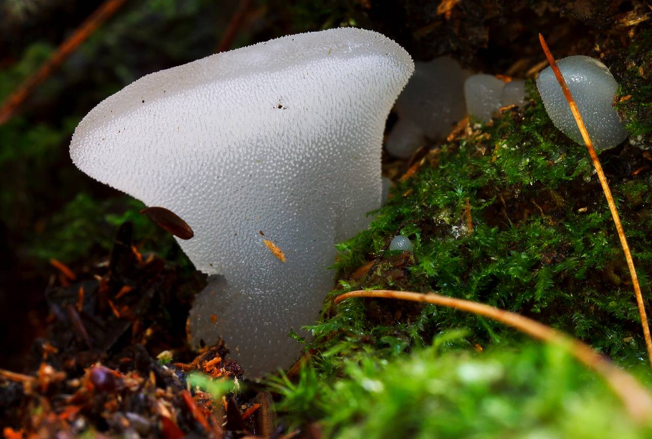 Observation mo-138083, Pseudohydnum gelatinosum