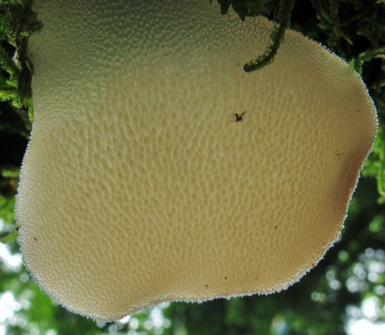 Observation mo-139717, Pseudohydnum gelatinosum