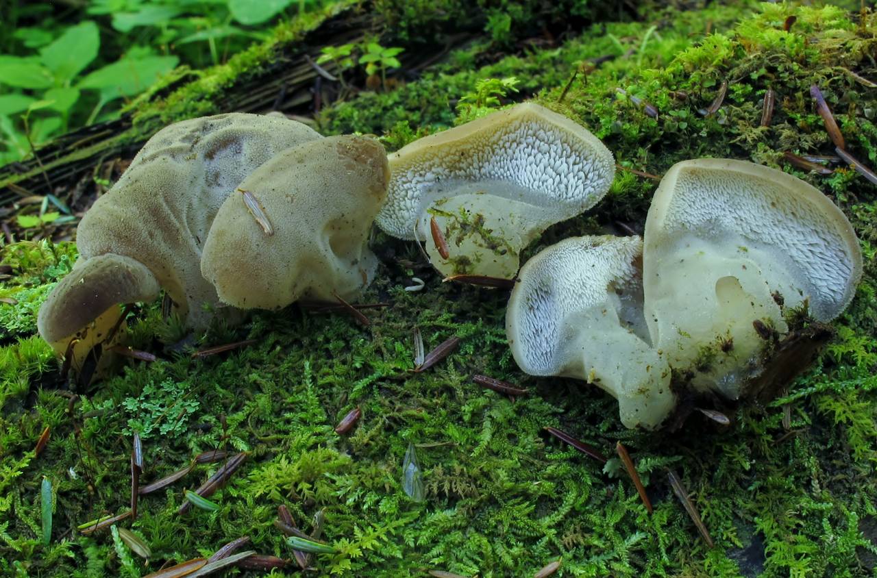 Observation mo-143687, Pseudohydnum gelatinosum