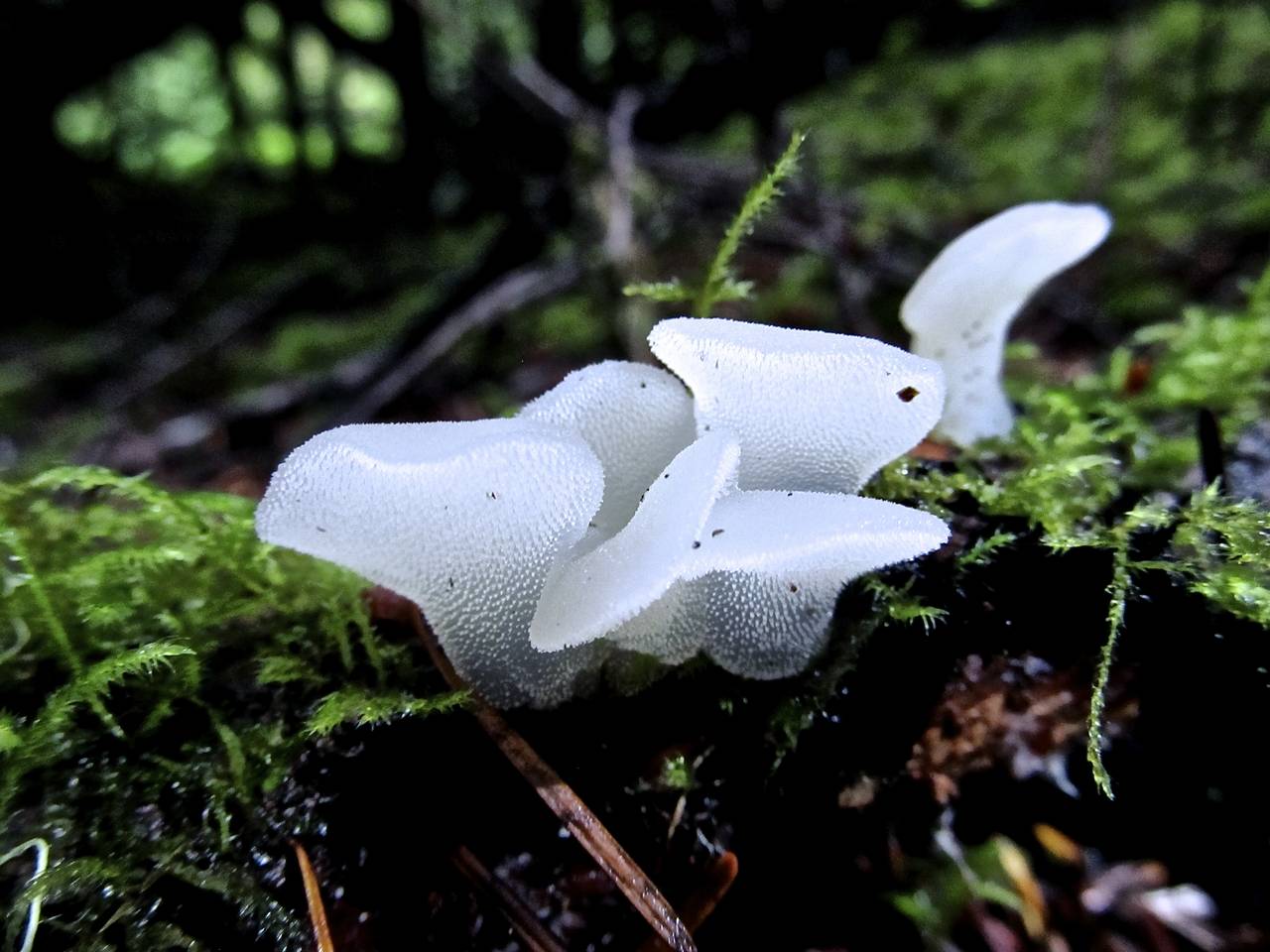 Observation mo-144901, Pseudohydnum gelatinosum